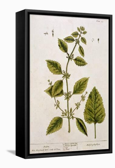 Balm, Plate 27 from A Curious Herbal, Published 1782-Elizabeth Blackwell-Framed Premier Image Canvas