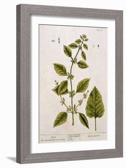 Balm, Plate 27 from A Curious Herbal, Published 1782-Elizabeth Blackwell-Framed Giclee Print