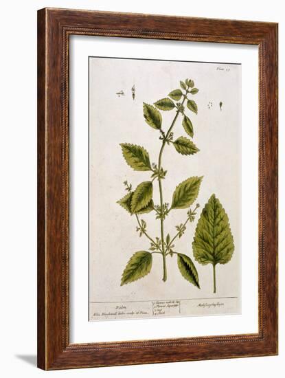 Balm, Plate 27 from A Curious Herbal, Published 1782-Elizabeth Blackwell-Framed Giclee Print