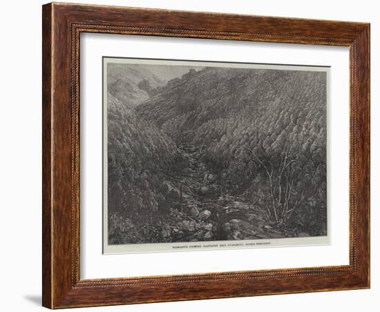 Balmadie's Cinchona Plantation Near Dolacamund, Madras Presidency-null-Framed Giclee Print