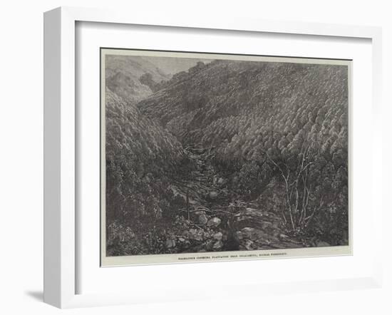 Balmadie's Cinchona Plantation Near Dolacamund, Madras Presidency-null-Framed Giclee Print