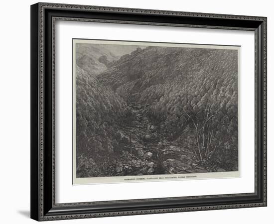 Balmadie's Cinchona Plantation Near Dolacamund, Madras Presidency-null-Framed Giclee Print