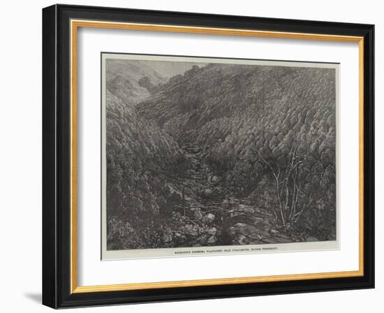 Balmadie's Cinchona Plantation Near Dolacamund, Madras Presidency-null-Framed Giclee Print