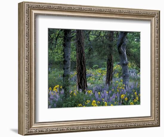 Balsam Root and Lupine Among Pacific Ponderosa Pine, Rowena, Oregon, USA-Jamie & Judy Wild-Framed Photographic Print