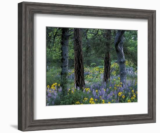 Balsam Root and Lupine Among Pacific Ponderosa Pine, Rowena, Oregon, USA-Jamie & Judy Wild-Framed Photographic Print