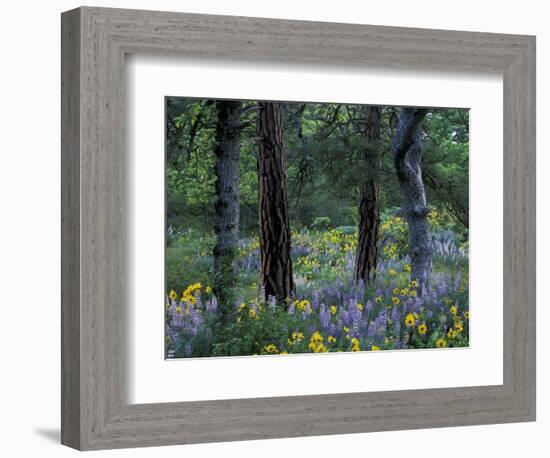 Balsam Root and Lupine Among Pacific Ponderosa Pine, Rowena, Oregon, USA-Jamie & Judy Wild-Framed Photographic Print