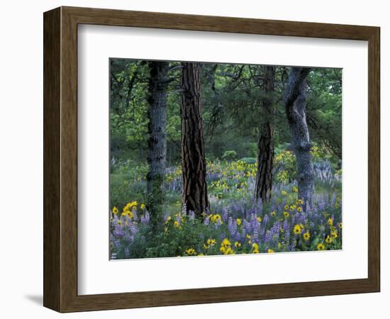 Balsam Root and Lupine Among Pacific Ponderosa Pine, Rowena, Oregon, USA-Jamie & Judy Wild-Framed Photographic Print