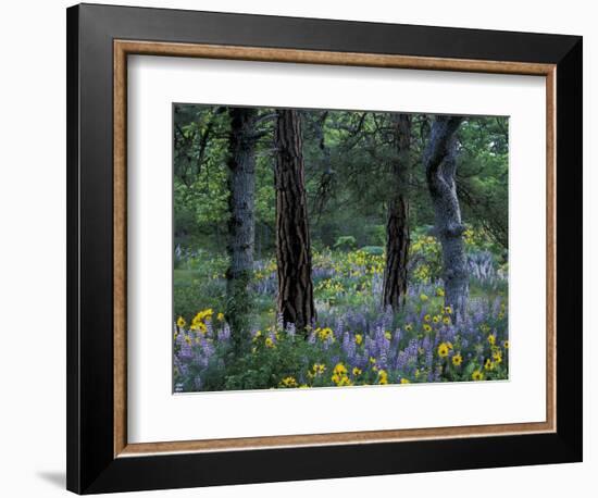 Balsam Root and Lupine Among Pacific Ponderosa Pine, Rowena, Oregon, USA-Jamie & Judy Wild-Framed Photographic Print