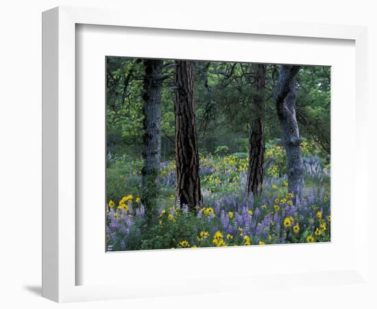 Balsam Root and Lupine Among Pacific Ponderosa Pine, Rowena, Oregon, USA-Jamie & Judy Wild-Framed Photographic Print