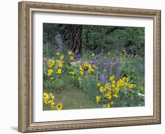 Balsam Root and Lupines Among Oregon White Oak and Pacific Ponderosa Pine, Rowena, Oregon, USA-null-Framed Photographic Print