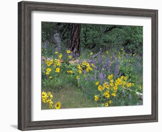 Balsam Root and Lupines Among Oregon White Oak and Pacific Ponderosa Pine, Rowena, Oregon, USA-null-Framed Photographic Print