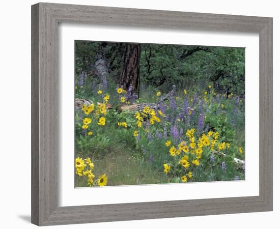 Balsam Root and Lupines Among Oregon White Oak and Pacific Ponderosa Pine, Rowena, Oregon, USA-null-Framed Photographic Print