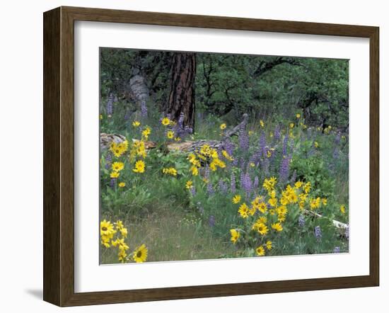 Balsam Root and Lupines Among Oregon White Oak and Pacific Ponderosa Pine, Rowena, Oregon, USA-null-Framed Photographic Print