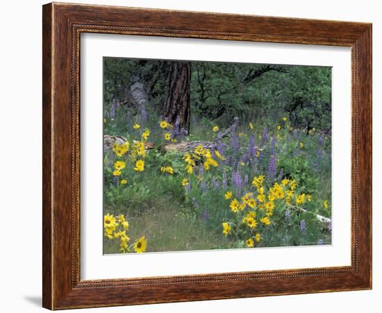 Balsam Root and Lupines Among Oregon White Oak and Pacific Ponderosa Pine, Rowena, Oregon, USA-null-Framed Photographic Print