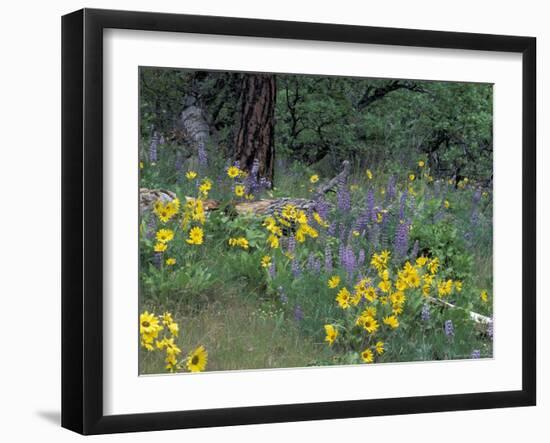 Balsam Root and Lupines Among Oregon White Oak and Pacific Ponderosa Pine, Rowena, Oregon, USA-null-Framed Photographic Print