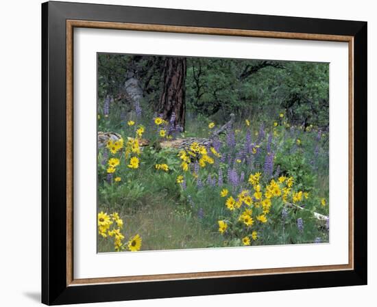 Balsam Root and Lupines Among Oregon White Oak and Pacific Ponderosa Pine, Rowena, Oregon, USA-null-Framed Photographic Print