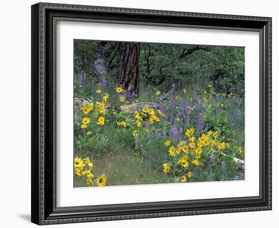 Balsam Root and Lupines Among Oregon White Oak and Pacific Ponderosa Pine, Rowena, Oregon, USA-null-Framed Photographic Print