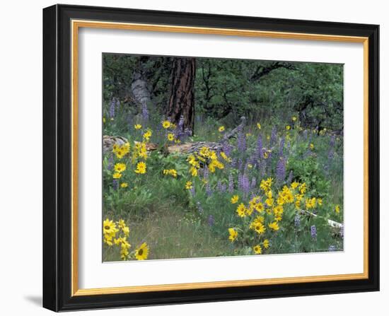 Balsam Root and Lupines Among Oregon White Oak and Pacific Ponderosa Pine, Rowena, Oregon, USA-null-Framed Photographic Print