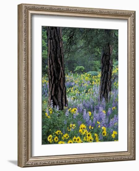 Balsam Root and Lupines Among Pacific Ponderosa Pine, Rowena, Oregon, USA-Jamie & Judy Wild-Framed Photographic Print