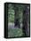 Balsam Root and Lupines Among Pacific Ponderosa Pine, Rowena, Oregon, USA-Jamie & Judy Wild-Framed Premier Image Canvas