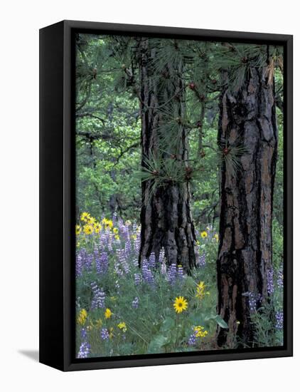 Balsam Root and Lupines Among Pacific Ponderosa Pine, Rowena, Oregon, USA-Jamie & Judy Wild-Framed Premier Image Canvas