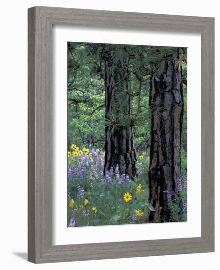 Balsam Root and Lupines Among Pacific Ponderosa Pine, Rowena, Oregon, USA-Jamie & Judy Wild-Framed Photographic Print