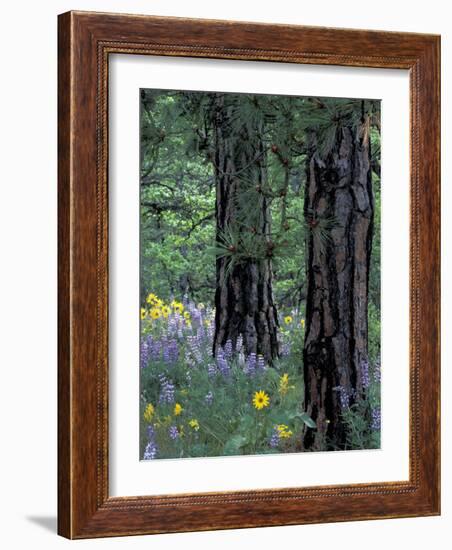 Balsam Root and Lupines Among Pacific Ponderosa Pine, Rowena, Oregon, USA-Jamie & Judy Wild-Framed Photographic Print