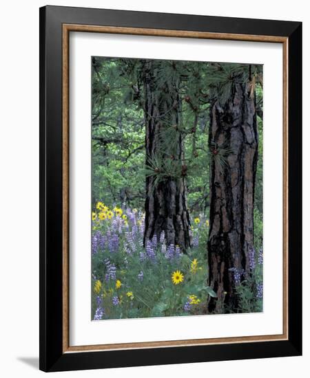 Balsam Root and Lupines Among Pacific Ponderosa Pine, Rowena, Oregon, USA-Jamie & Judy Wild-Framed Photographic Print