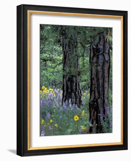 Balsam Root and Lupines Among Pacific Ponderosa Pine, Rowena, Oregon, USA-Jamie & Judy Wild-Framed Photographic Print