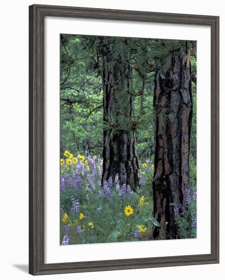 Balsam Root and Lupines Among Pacific Ponderosa Pine, Rowena, Oregon, USA-Jamie & Judy Wild-Framed Photographic Print