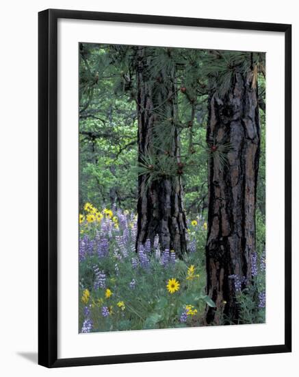 Balsam Root and Lupines Among Pacific Ponderosa Pine, Rowena, Oregon, USA-Jamie & Judy Wild-Framed Photographic Print