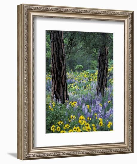 Balsam Root and Lupines Among Pacific Ponderosa Pine, Rowena, Oregon, USA-Jamie & Judy Wild-Framed Photographic Print