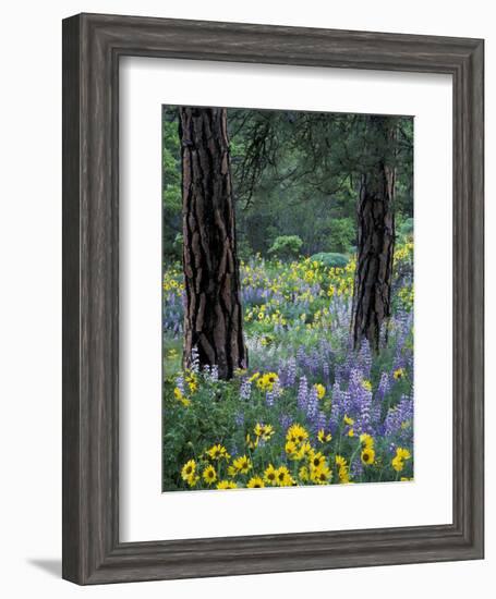 Balsam Root and Lupines Among Pacific Ponderosa Pine, Rowena, Oregon, USA-Jamie & Judy Wild-Framed Photographic Print