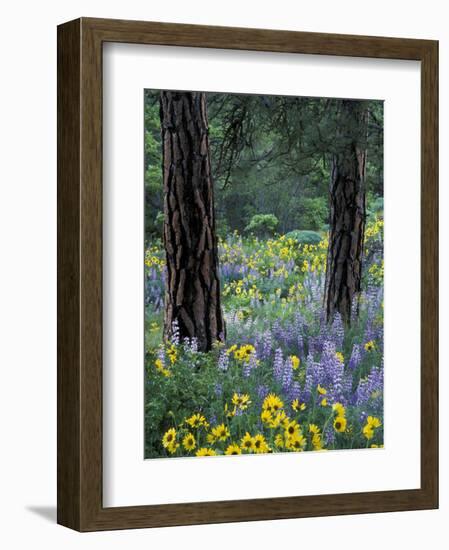 Balsam Root and Lupines Among Pacific Ponderosa Pine, Rowena, Oregon, USA-Jamie & Judy Wild-Framed Photographic Print