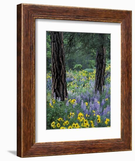 Balsam Root and Lupines Among Pacific Ponderosa Pine, Rowena, Oregon, USA-Jamie & Judy Wild-Framed Photographic Print