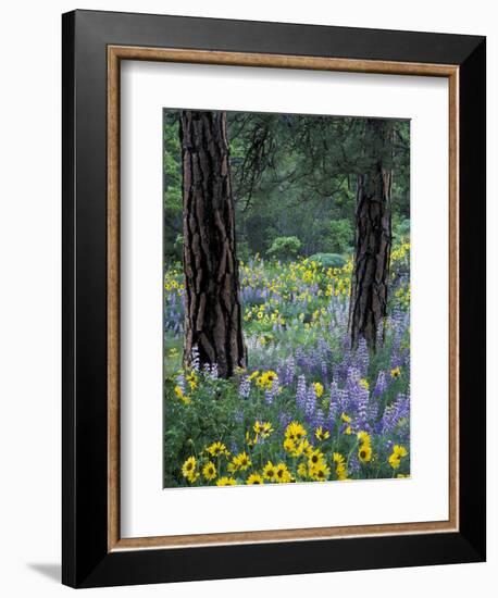 Balsam Root and Lupines Among Pacific Ponderosa Pine, Rowena, Oregon, USA-Jamie & Judy Wild-Framed Photographic Print