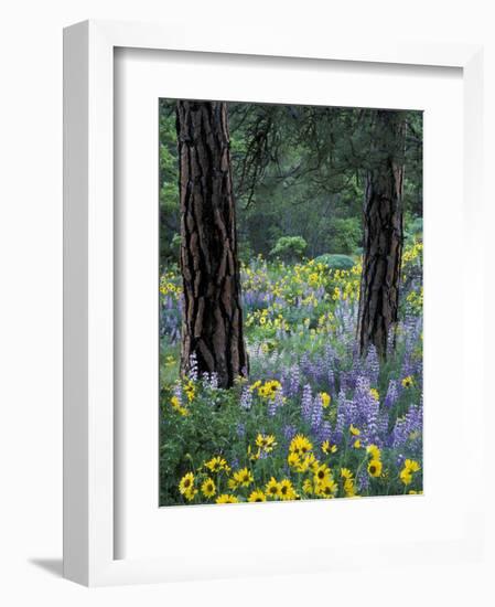 Balsam Root and Lupines Among Pacific Ponderosa Pine, Rowena, Oregon, USA-Jamie & Judy Wild-Framed Photographic Print