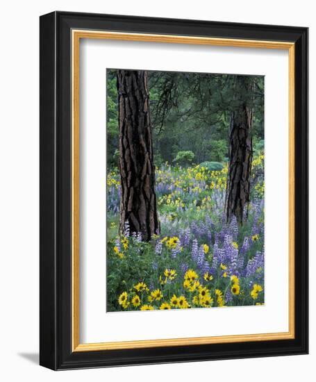 Balsam Root and Lupines Among Pacific Ponderosa Pine, Rowena, Oregon, USA-Jamie & Judy Wild-Framed Photographic Print