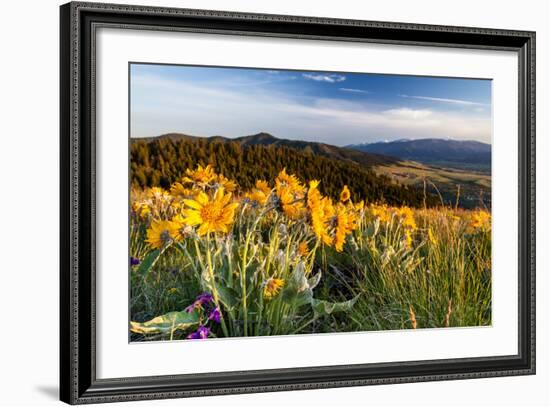 Balsam Root Flowers Above Missoula Valley, Missoula, Montana-James White-Framed Photographic Print