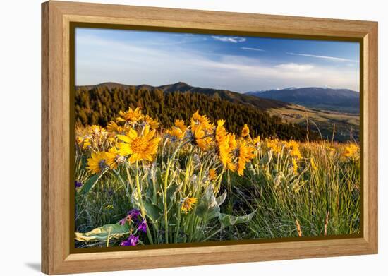 Balsam Root Flowers Above Missoula Valley, Missoula, Montana-James White-Framed Premier Image Canvas