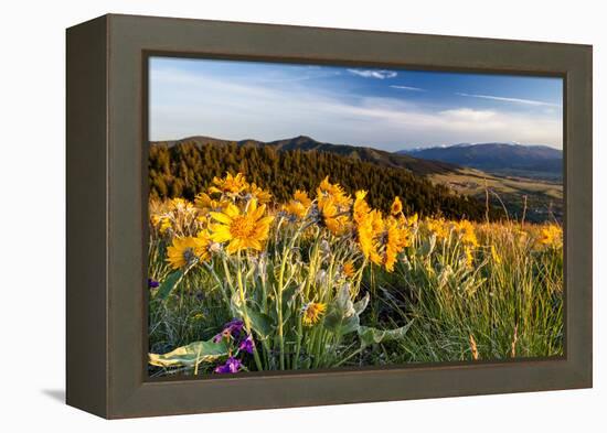 Balsam Root Flowers Above Missoula Valley, Missoula, Montana-James White-Framed Premier Image Canvas