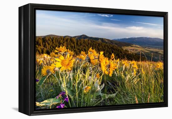 Balsam Root Flowers Above Missoula Valley, Missoula, Montana-James White-Framed Premier Image Canvas