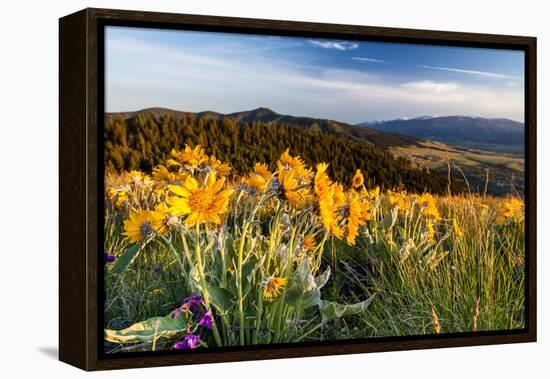 Balsam Root Flowers Above Missoula Valley, Missoula, Montana-James White-Framed Premier Image Canvas