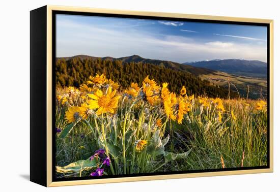 Balsam Root Flowers Above Missoula Valley, Missoula, Montana-James White-Framed Premier Image Canvas