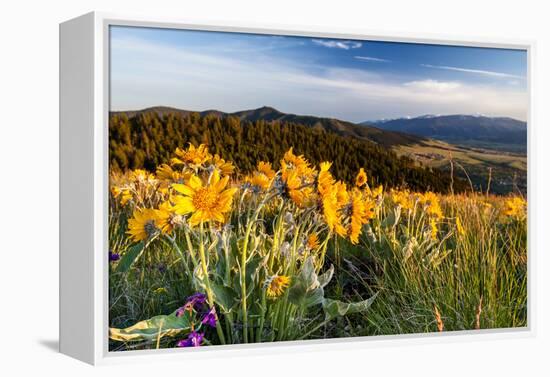 Balsam Root Flowers Above Missoula Valley, Missoula, Montana-James White-Framed Premier Image Canvas