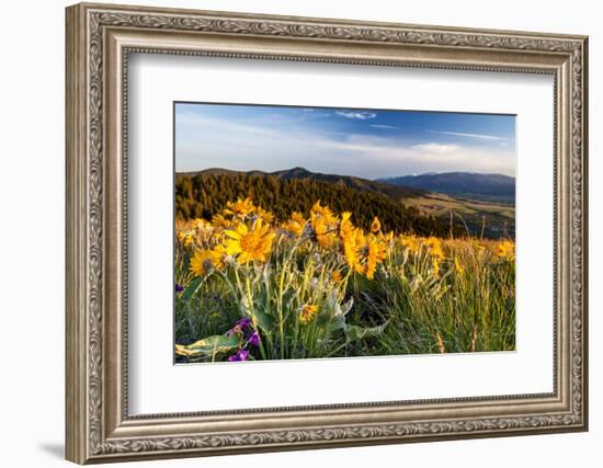 Balsam Root Flowers Above Missoula Valley, Missoula, Montana-James White-Framed Photographic Print