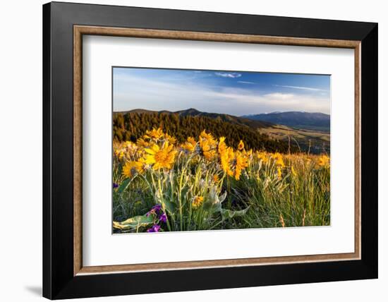 Balsam Root Flowers Above Missoula Valley, Missoula, Montana-James White-Framed Photographic Print