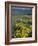 Balsam root meadow on Rowena Plateau, Columbia River Gorge, Oregon, USA-Jamie & Judy Wild-Framed Photographic Print