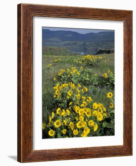 Balsam root meadow on Rowena Plateau, Columbia River Gorge, Oregon, USA-Jamie & Judy Wild-Framed Photographic Print