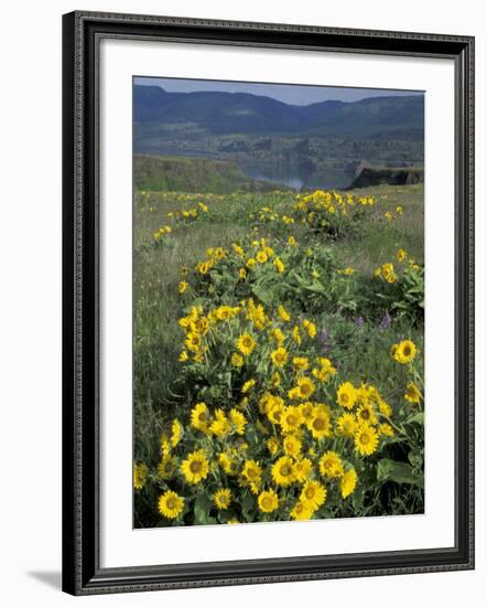 Balsam root meadow on Rowena Plateau, Columbia River Gorge, Oregon, USA-Jamie & Judy Wild-Framed Photographic Print